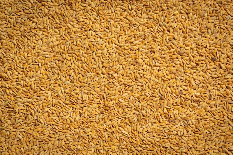 Wheat hard grain